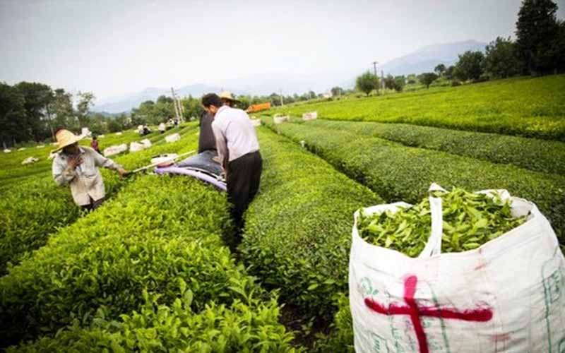 خرید تضمینی برگ سبز چای از ۵۱ هزار تن فراتر رفت/ رشد ۱۷ درصدی تولید نسبت به مدت مشابه سال قبل