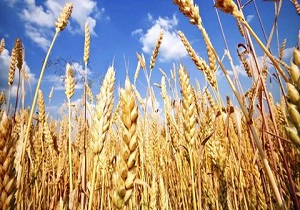 پیش بینی ۳۰۹ هزار تن گندم از اراضی زیر کشت استان اصفهان