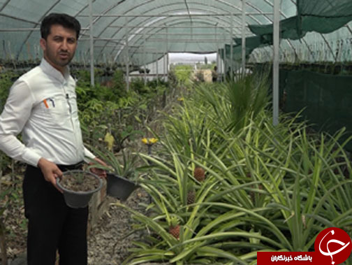 دستاورد تحقیقاتی جوان خلاق گلستانی / دورریختنی های پرسود
