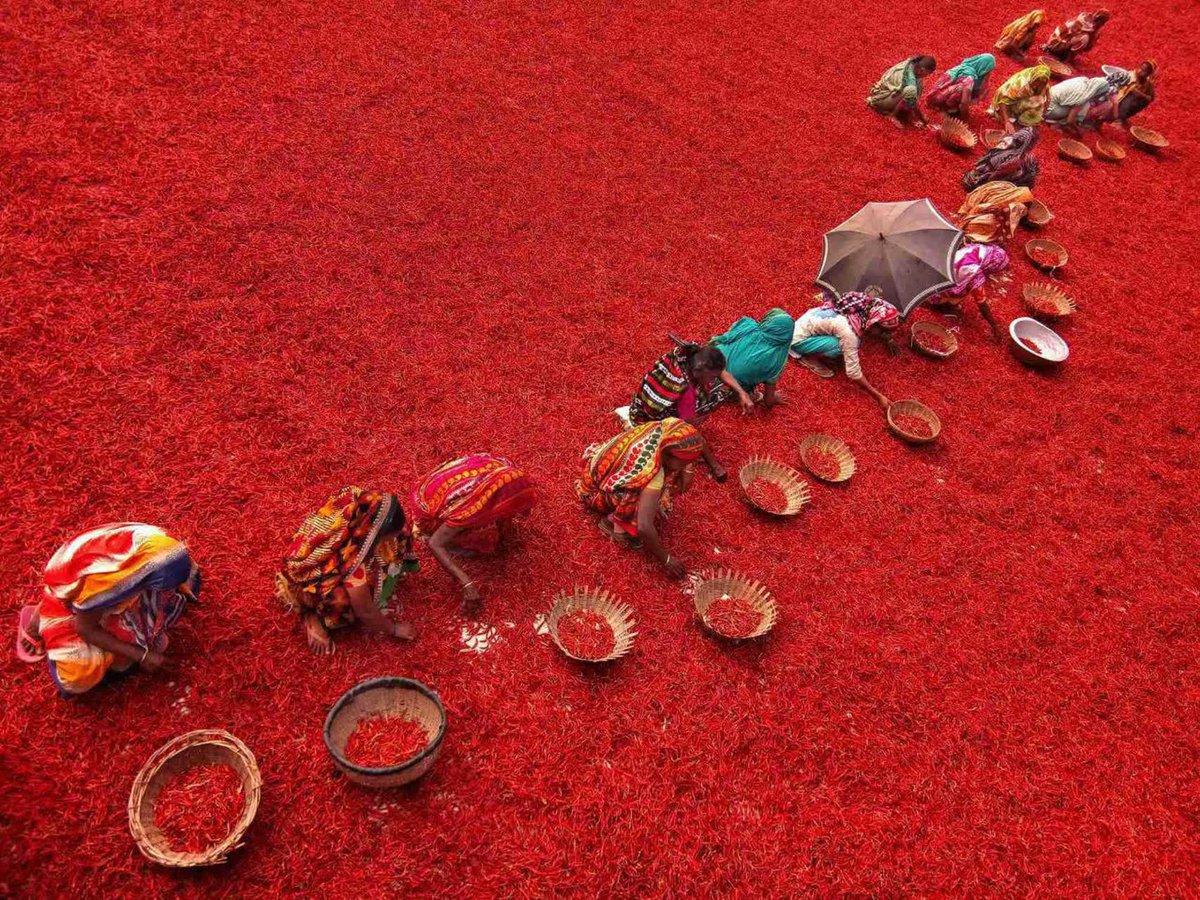 تصویری سوزان از مزرعه&zwnj;ای قرمز در بنگلادش!