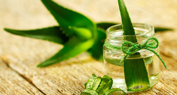 دولتیاری / 6 خاصیت درمانی با گیاه آلوئه&zwnj;ورا