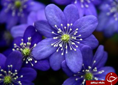 بررسی رنگ نیلی؛ از آثار فیزیولوژیکی تا عوارض و استفاده در دکوراسیون بررسی رنگ نیلی؛ از آثار فیزیولوژیکی تا عوارض و استفاده در دکوراسیون