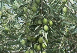 وقف باغ زیتون به ارزش ۶ میلیارد ریال در زنجان  به گزارش خبرگزاری صدا وسیما مرکززنجان ؛ مدیرکل اوقاف و امور خیریه استان گفت: ارزش این باغ هزار متری  3 میلیارد ریال است وطبق نیت واقف قراراست برای بازسازی امام زاده جعفر ع  شهر آببر هزینه شود .