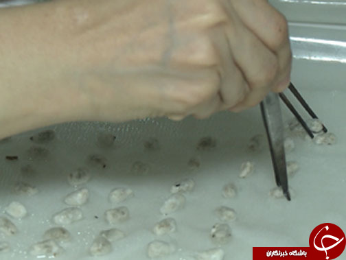 بذرپنبه&zwnj;ای متفاوت و سود آور/ دانش هسته&zwnj;ای همراه محققان موسسه پنبه کشور