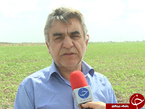 بذرپنبه&zwnj;ای متفاوت و سود آور/ دانش هسته&zwnj;ای همراه محققان موسسه پنبه کشور