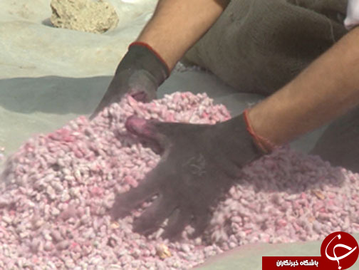 بذرپنبه&zwnj;ای متفاوت و سود آور/ دانش هسته&zwnj;ای همراه محققان موسسه پنبه کشور