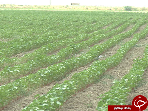 بذرپنبه&zwnj;ای متفاوت و سود آور/ دانش هسته&zwnj;ای همراه محققان موسسه پنبه کشور