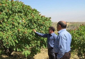 زیرساخت تعاونی&zwnj;های بخش کشاورزی همدان بازسازی شود