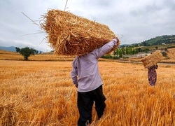 مطالبات گندم کاران تایبادی پرداخت شد