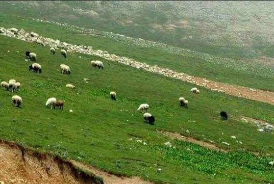 ۷۵ درصد منابع طبیعی ملی استان مرکزی عرصه مرتعی است