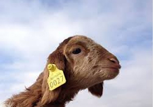 دام‌های کازرون هویت دار می‌شوند