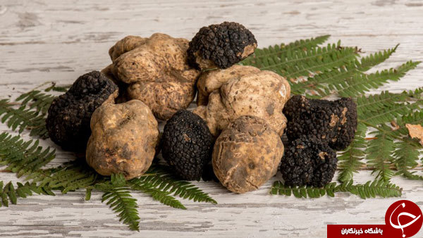 بررسی قدمت شناخت مزه&zwnj;ها +معرفی مزه ششم؛ مزه&zwnj;ای به نام چربی!