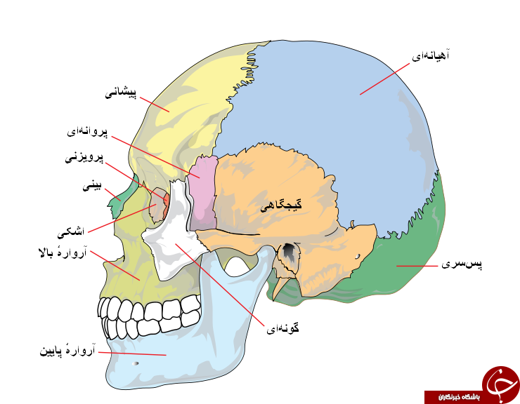 اطلاعاتی که شاید درباره استخوان هایتان نیاز شود/ وزن اسکلت انسان چقدر است؟