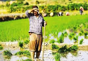 آزاد شدن افزایش سطوح درآمدی بیمه اجتماعی کشاورزان مازندران