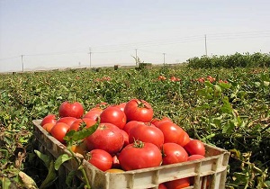 پیش بینی تولید ۳۵۰ هزار تن گوجه در استان اردبیل/سرنوشت سیر در انتظار محصول گوجه فرنگی