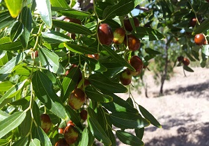 سرمازدگی گسترده باغ&zwnj;های چهارمحال و بختیاری/درختانی که میوه ندادند