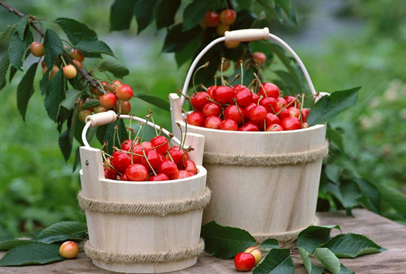 جشنواره گیلاس آغاز گر  تکمیل زنجیره های تولید