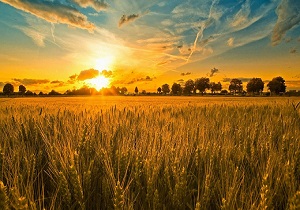 پیش بینی افزایش برداشت گندم در گرمسار