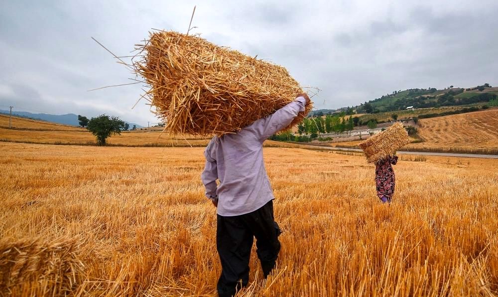 آخرین وضعیت خرید تضمینی گندم/ رشد ۲۰ درصدی خرید گندم نسبت به سال قبل