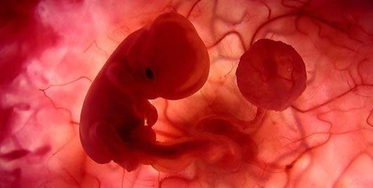 تاثیرات مخرب گرما بر روی جنین