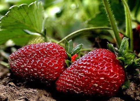 آغاز برداشت توت فرنگی از اراضی کشاورزی رودبار
