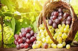 نخستین شرکت کشاورزی تخصصی انگور درخراسان رضوی راه اندازی شد