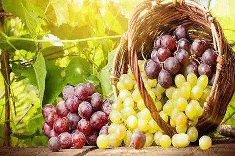 نخستین شرکت کشاورزی تخصصی انگور درخراسان رضوی راه اندازی شد