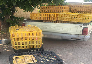 توقیف خودروی حمل غیرمجاز مرغ زنده در کازرون