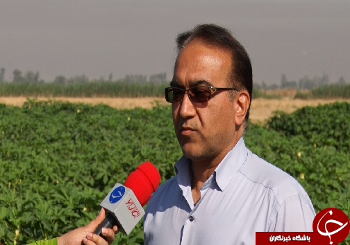 نوید آغاز برداشت بامیه از مزارع خوزستان نوید آغاز برداشت بامیه از مزارع خوزستان