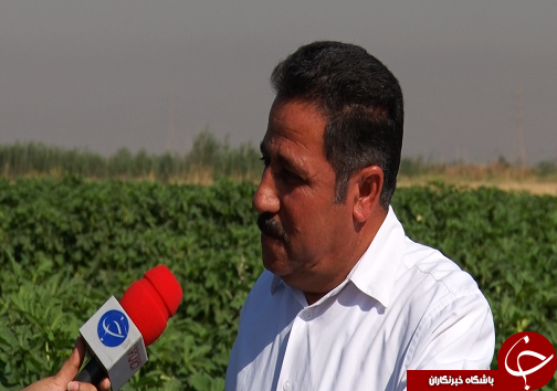 نوید آغاز برداشت بامیه از مزارع خوزستان نوید آغاز برداشت بامیه از مزارع خوزستان