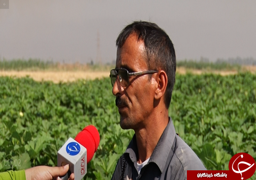 نوید آغاز برداشت بامیه از مزارع خوزستان نوید آغاز برداشت بامیه از مزارع خوزستان