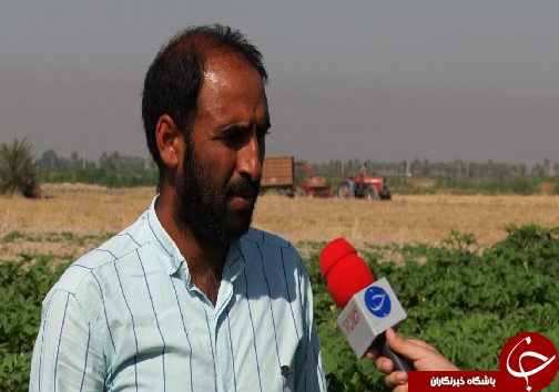 نوید آغاز برداشت بامیه از مزارع خوزستان نوید آغاز برداشت بامیه از مزارع خوزستان