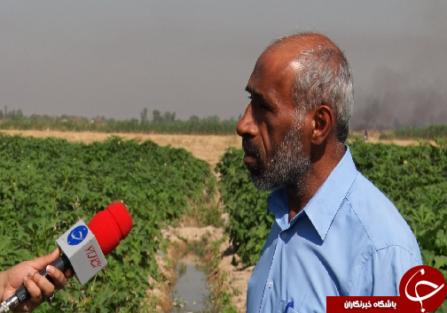 نوید آغاز برداشت بامیه از مزارع خوزستان نوید آغاز برداشت بامیه از مزارع خوزستان