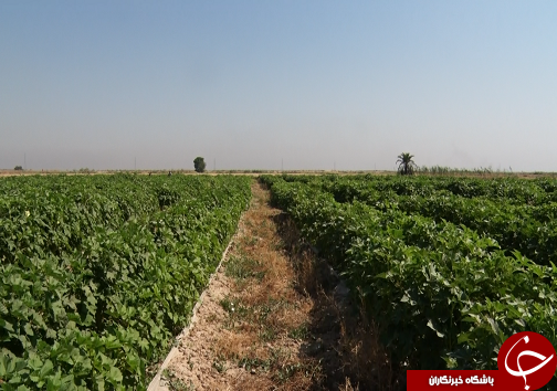 نوید آغاز برداشت بامیه از مزارع خوزستان نوید آغاز برداشت بامیه از مزارع خوزستان