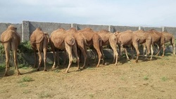 سرمایه گذاری بنیاد مستضعفان برای پرورش