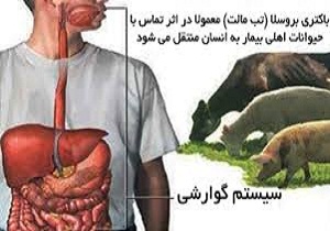 استان&zwnj;های غربی کشور در معرض شیوع تب مالت