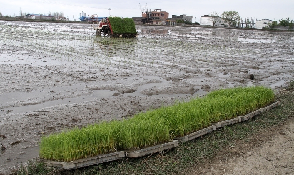 کشت ماشینی ۶۲ درصد از عملیات زراعی تولید برنج در گیلان