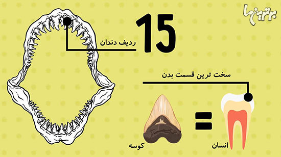 حقایقی شگفت انگیز درباره بدن انسان که نمی&zwnj;دانستید//////