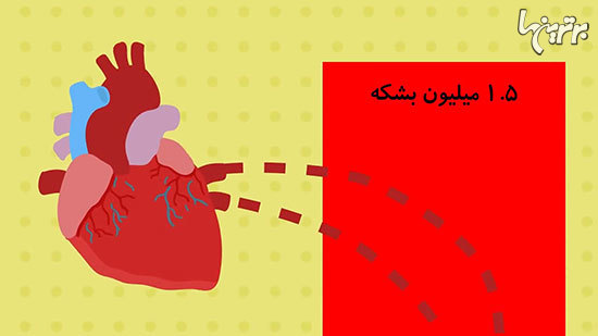 حقایقی شگفت انگیز درباره بدن انسان که نمی&zwnj;دانستید//////