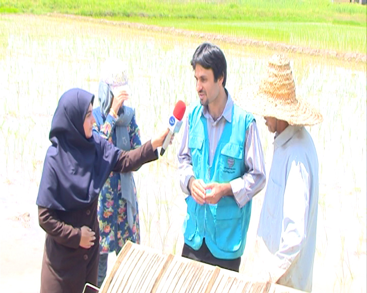 رونق کشت مکانیزه در کشت و کار شالیکاران شمال کشور رونق کشت مکانیزه در کشت و کار شالیکاران شمال کشور