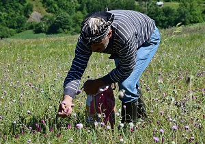کشت ۱۰۳ هکتار گیاه دارویی در شهرستان نمین