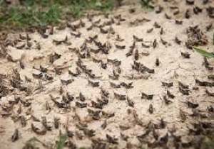 مراتع استان قم برای مقابله با ملخ ها سم پاشی شده است
