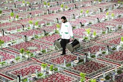 پاکبانان یزدی میهمان سفره خادمیاران رضوی+فیلم