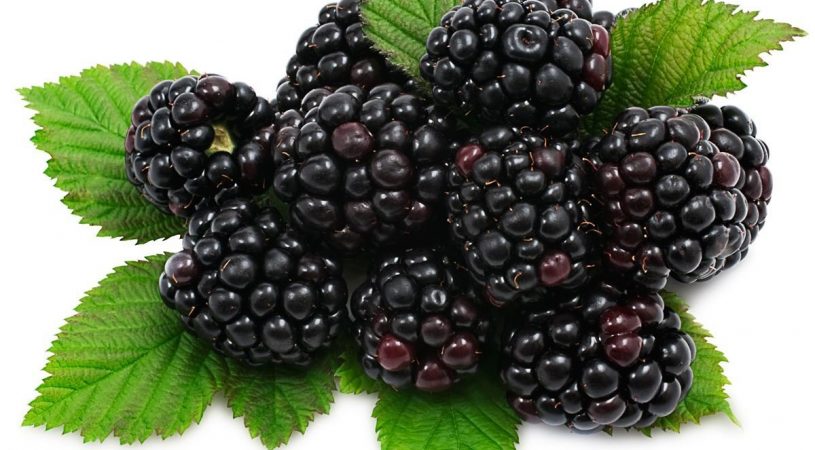 خبرنگار: دولتیاری/10 خوراکی که فیبر بدنتان را تنظیم می&zwnj;کند