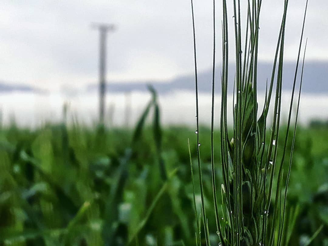 خودکفایی در تولیدم گندم، ارمغان بارش پیاپی باران