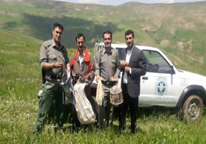 متخلفان زنده گیری کبک در مهاباد شناسایی شدند