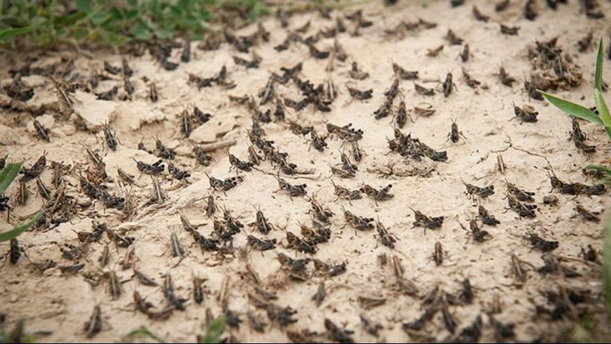 تصویر ملخ منتشر شده در فضای مجازی مربوط به دشتستان نیست