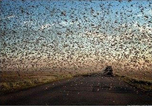 درگیری ۱۰ شهرستان فارس با آفت ملخ‌های صحرایی