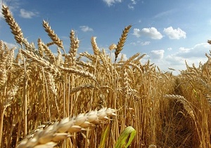 آغاز برداشت محصول جو و کلزا از مزارع استان اردبیل