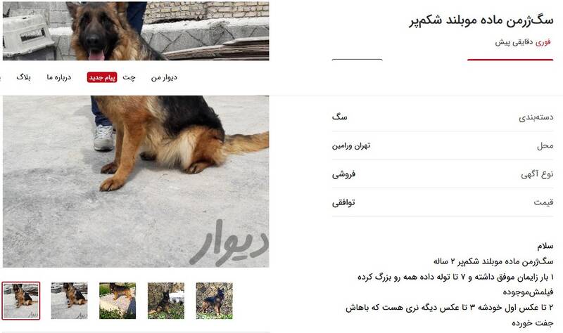 از آگهی مدل شنای بانوان تا خدمات ماساژ برای آقایان و خانم&zwnj;ها / پای آگهی محصولات خاص به برخی سایت&zwnj;های مجاز باز هم شد! + تصاویر